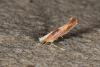 Argyresthia sp.